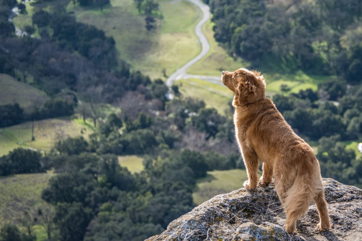 Can You Bring Your Pets to Yellowstone?